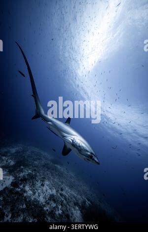Vue d'un requin rennageant au-dessus du récif de Kimud Shoal avec une école de petits poissons près de la surface ensoleillée à Tabango, Leyte, Philippines. Banque D'Images