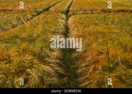 Champ de blé avec des pistes de tracteur, champ de récolte d'orge doré avec ornières de pneus, paysage agricole industriel, culture de grain et modèle agricole dans Banque D'Images