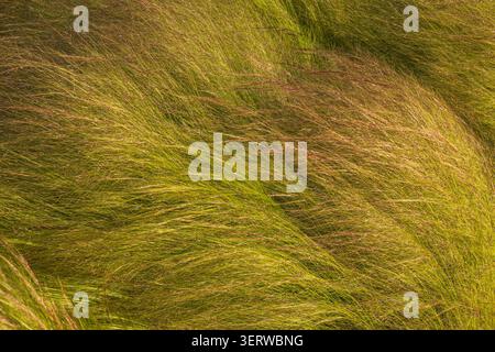 Fond de texture d'herbe verte soufflant dans le vent, belle longue pelouse de champ sauvage en mouvement ou motif abstrait naturel dynamique à base de plantes sous sunlig Banque D'Images