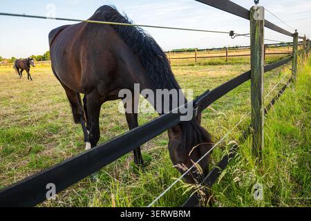 Cheval brun foncé broutant de l'herbe verte fraîche à travers une clôture de paddock en bois dans un ranch de campagne avec un autre cheval en arrière-plan Banque D'Images