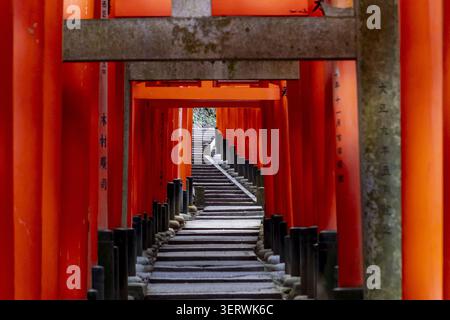 Vue des portes vermillon traditionnelles Senbon Torii bordant un chemin d'escalier en pierre à travers la forêt au sanctuaire Fushimi Inari-taisha à Kyoto, Kyoto, Banque D'Images