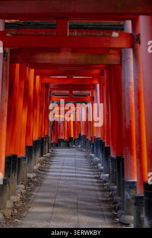 Vue des portes Senbon Torii mille Torii avec des structures en bois vermillon bordant un chemin de pierre au sanctuaire Fushimi Inari-taisha à Kyoto, Kyoto, Jap Banque D'Images