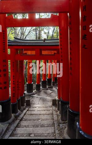 Vue des portes Senbon Torii rouge vif bordant un chemin de pierre à travers une forêt luxuriante au sanctuaire Fushimi Inari, Kyoto, Kyoto, Japon. Banque D'Images