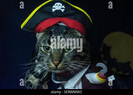 C'est un chat vêtu d'un costume de pirate. Il porte un chapeau de pirate noir avec un crâne et des os croisés, un bandana rouge et un crochet pour une main. Le c Banque D'Images
