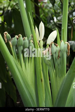 Oreille d'éléphant géant ou taro indien, Leucocasia gigantea, Araceae. Chine du Sud à Malésie occidentale. SYN. Colocasia gigantea. Banque D'Images