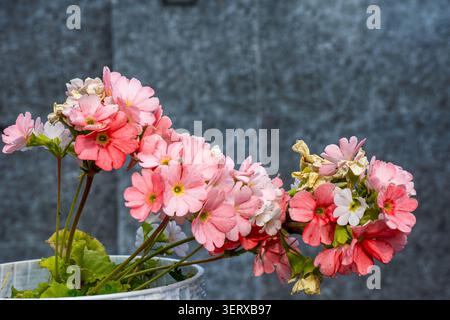 Des grappes de fleurs d'primevère roses et rouges avec des centres jaunes rayonnent de beauté, mélangeant fraîcheur et douce décomposition dans un jardin vibrant. Banque D'Images