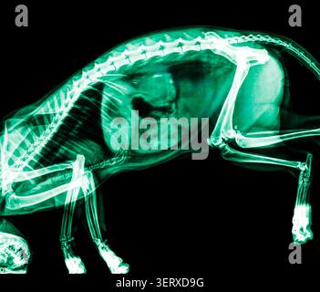 Radiographie colorée d'un chat (Felis catus) en position latérale, montrant la structure squelettique, la colonne vertébrale, les côtes, les membres et les organes internes du félin. Banque D'Images