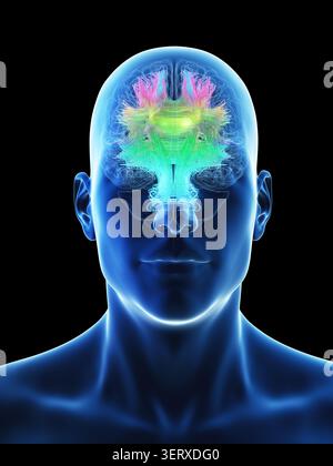 Illustration d'un cerveau masculin. Vue antérieure. Banque D'Images