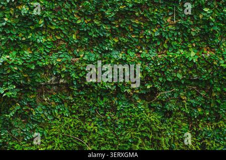 Vert Ficus pumila rampant des vignes de figue et de petites fougères recouvrant complètement une vieille surface de mur de béton. Banque D'Images