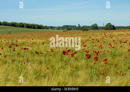 Un large champ vert de jeunes céréales avec des coquelicots rouges éparpillés sous un ciel d'été doux, de beaux paysages de campagne. Banque D'Images