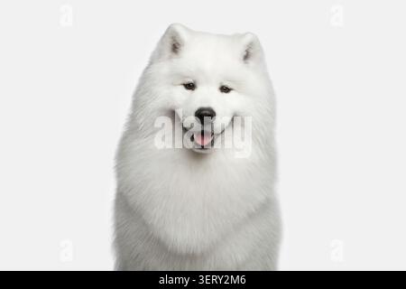 Portrait de Furry Samoyed Dog heureux souriant isolé sur fond blanc, vue avant Banque D'Images