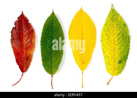 Un ensemble de feuilles d'automne colorées sur un fond blanc. Les feuilles rouges, jaunes et vertes sont isolées sur fond blanc. Banque D'Images