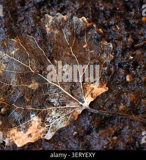 Feuille en décomposition squelettisée sur le plancher forestier humide – gros plan de la décomposition naturelle Banque D'Images