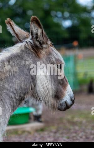 Love Donkey Therapy Banque D'Images