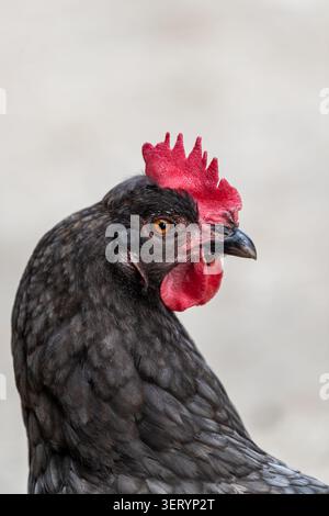 Portrait de poulet à Love Donkey Therapy Banque D'Images