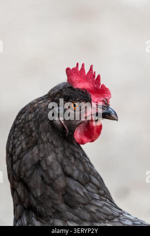 Portrait de poulet à Love Donkey Therapy Banque D'Images