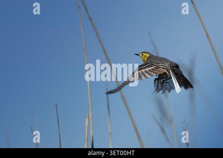 Citrine femelle volante (Motacilla citreola) dans une prairie jaune d'été. Banque D'Images