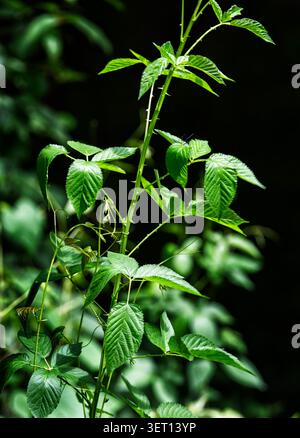 Les feuilles vertes d'une plante boisée poussant haut Banque D'Images
