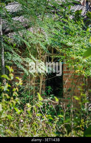 Fenêtre de maison en brique abandonnée cachée derrière une végétation verte sauvage dense Banque D'Images