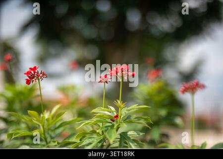 Fleurs rouges vibrantes de Peregrina fleurissant sur les buissons verts avec bokeh d'arbre doux Banque D'Images