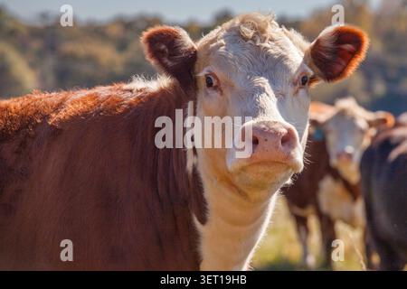 Hereford Cow en gros plan - regarder dans la caméra Banque D'Images