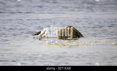 Oiseaux sur pilotis à ailes noires debout au bord d'un lac. Oiseaux dans l'eau. Banque D'Images