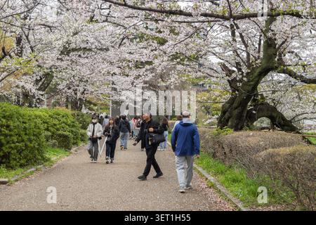 Les visiteurs marchent sous les cerisiers en fleurs du parc Chidori-ga-fuchi à côté du Palais impérial, à Tokyo, au Japon. Banque D'Images