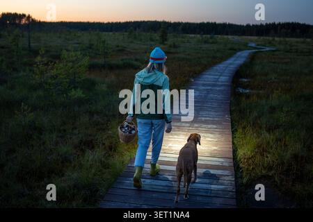 Femme avec chien marche à travers la tourbière au chemin en bois au crépuscule, éclairant son chemin avec la lampe frontale sur la tête Banque D'Images