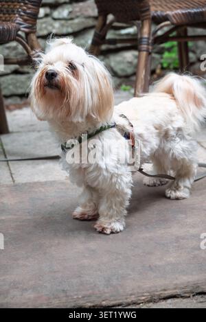 Petit chien blanc avec une longue fourrure et des cheveux attachés debout sur un patio de café extérieur portant un collier vert et laisse chaises en osier et mur de pierre Banque D'Images