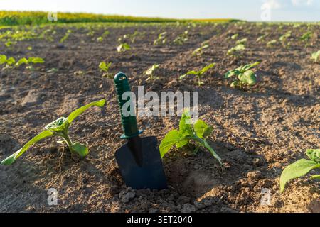 De jeunes plantes émergent du sol dans un champ. Une petite pelle noire se tient debout dans le sol, montrant des signes d'activités agricoles récentes. Banque D'Images