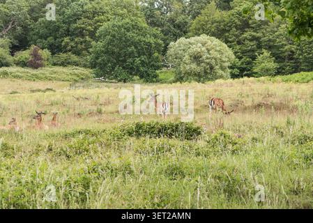 Petit batchelor Hed de cerf en jachère (Dama dama) dans Richmond Park, Surrey Banque D'Images