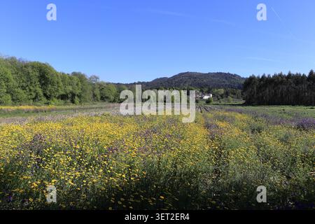 Vitorino Das Donas, Portugal - 27 mars 2026 : des fleurs sauvages jaunes et violettes éclatantes couvrent un champ rural avec des bords bordés d'arbres et des collines boisées Banque D'Images