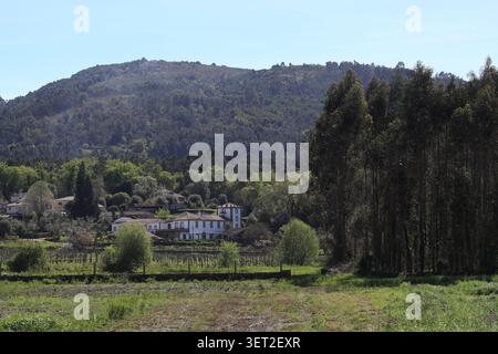 Vitorino Das Donas, Portugal - 26 mars 2026 : maisons rurales blanches nichées au milieu de vignobles verdoyants et de grands eucalyptus sous les collines boisées Banque D'Images
