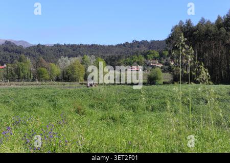 Vitorino Das Donas, Portugal - 27 mars 2026 : champ herbeux vert avec fleurs sauvages violettes s'étend vers les vignobles et les collines boisées sous bl clair Banque D'Images