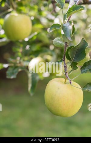 Gros plan vertical d'une pomme Jonathan mûre sur une branche d'arbre. Le fruit principal est bien mis au point tandis que deux pommes supplémentaires restent légèrement floues dans le Banque D'Images
