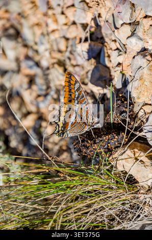 Charaxes jasius, le pacha à deux queues, est un papillon de la famille des Nymphalidae Banque D'Images