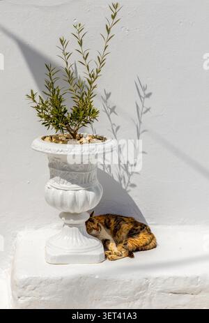 Un chat domestique dormant dans l'ombre sur l'île de Mykonos, en Grèce Banque D'Images