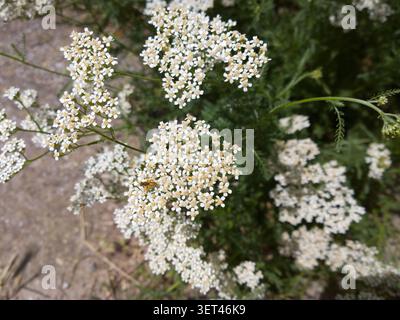Sueur abeille collectant le nectar sur les fleurs blanches de yarrow. Petite abeille halictide pollinisant la fleur sauvage Achillea millefolium. Banque D'Images
