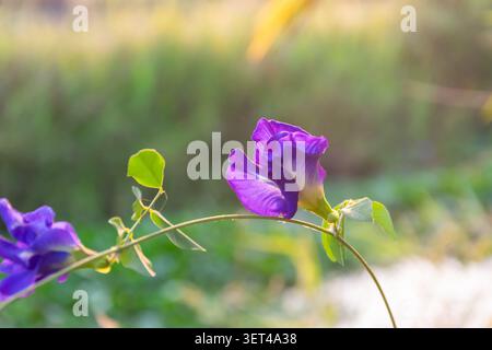 Fleur de pois de papillon violet éclatant sur une vigne avec une lumière dorée douce et un fond naturel créant une atmosphère sereine de jardin Banque D'Images