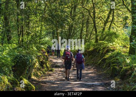 Pèlerins marchant dans les bois sur le Camino de Santiago à Pontevedra, Espagne Banque D'Images