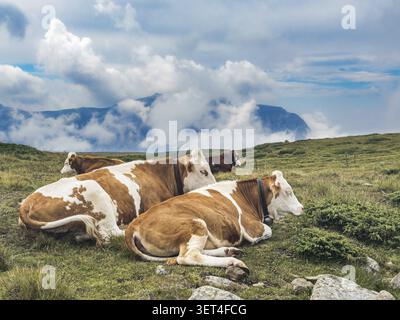 Les vaches reposent dans le pâturage de Puflatsch sur la Seiser Alm dans les Dolomites, Tyrol du Sud, Italie. Vaches couchées sur un pré sur la Seiser Alm dans les Dolomites Banque D'Images
