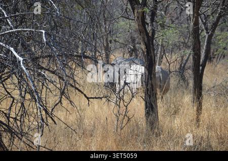 Deux rhinocéros blancs sont partiellement masqués par des branches sèches et emmêlées et des troncs d'arbres lorsqu'ils se tiennent debout dans de grandes herbes d'hiver dans un parc namibien. Banque D'Images