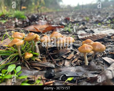 Grappe de champignons Psilocybe subaeruginosa poussant sur du paillis de copeaux de bois à Victoria, Australie. Banque D'Images