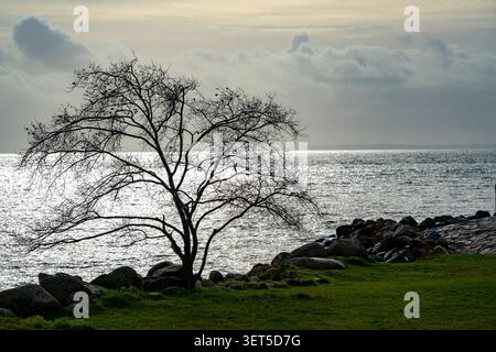 Silhouette d'un arbre sur les rives du château de Kronborg à Helsingor, Danemark Banque D'Images