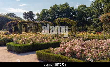 Beaux parterres de fleurs et de roses dans le parc du Retiro à Madrid, Espagne. Banque D'Images