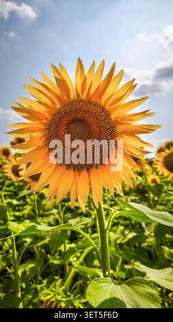 Tournesol jaune éclatant dans le champ contre un ciel bleu avec des nuages Banque D'Images