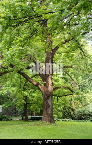 Vieux chêne anglais pédonculé avec des branches étendues et la couronne de feuillage vert luxuriant de la canopée pousse dans le jardin de printemps. Banque D'Images