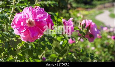 Gros plan de roses roses vibrantes sur le buisson de rose musquée dans le jardin, avec des feuilles vertes luxuriantes et un chemin légèrement flou visible en arrière-plan Banque D'Images