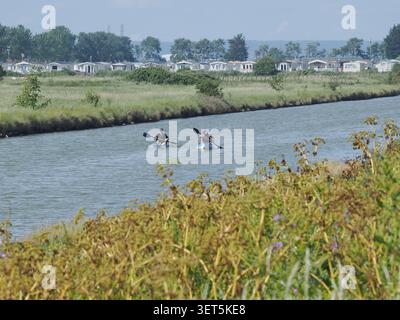 Sheerness, Kent, Royaume-Uni. 21 juin 2026. Météo Royaume-Uni : matin chaud ensoleillé à Sheerness, Kent. Crédit : James Bell/Alamy Live News Banque D'Images