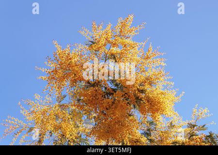 Branche de l'arbre Acacia dealbata avec des fleurs jaune vif le jour ensoleillé de printemps Banque D'Images